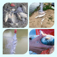 🎣🐟 50% KORTING! Stop met lege netten! Dit kieuwnet met veer-aasval lokt de vis en vangt hem dubbel zo snel – licht, sterk en in minuten uitgezet. Meer vis, minder wachten!