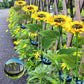 🌻🌞 50% KORTING! Alsof je een eeuwig bloeiend zonnebloemveld in de grond prikt dat nooit water nodig heeft! Deze solar LED-stake laadt overdag op, gloeit 14 uur 's nachts, overleeft elke storm – geen kabels, geen gedoe.