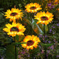 🌻🌞 50% KORTING! Alsof je een eeuwig bloeiend zonnebloemveld in de grond prikt dat nooit water nodig heeft! Deze solar LED-stake laadt overdag op, gloeit 14 uur 's nachts, overleeft elke storm – geen kabels, geen gedoe.