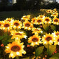 🌻50% KORTING! ☀️ Waterdichte zonne-energie lampen🎁🌻