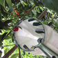🍎 Pluk appels en peren zonder ladder! Deze fruitplukker met opvangmand vangt alles op — telescopische steel tot 4 m. Geen gekneusd fruit meer op de grond!