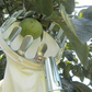 🍎 Pluk appels en peren zonder ladder! Deze fruitplukker met opvangmand vangt alles op — telescopische steel tot 4 m. Geen gekneusd fruit meer op de grond!